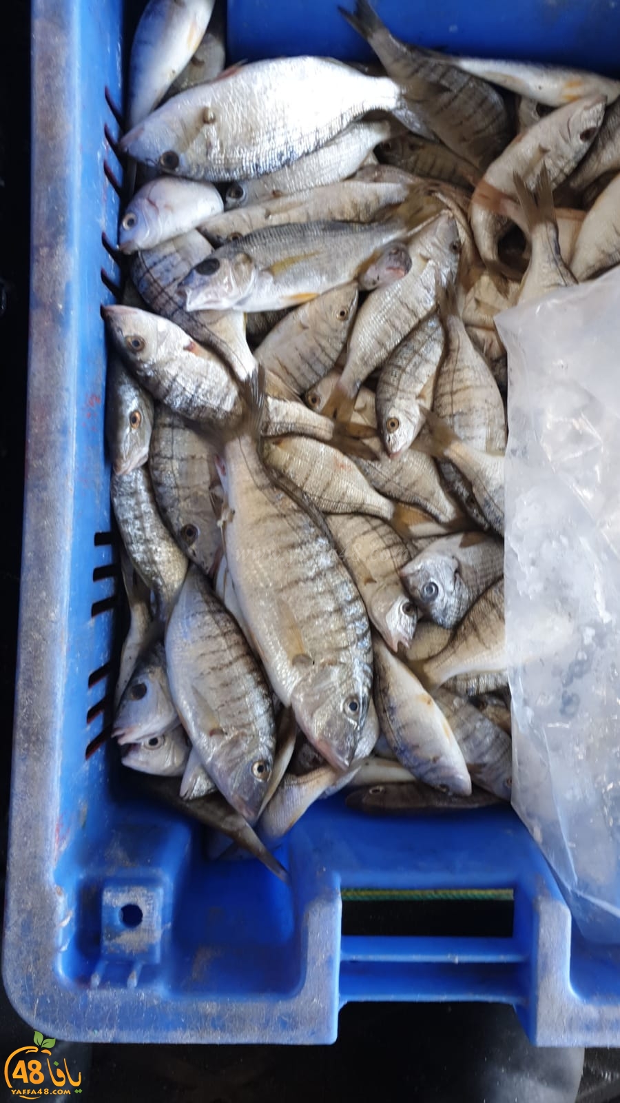  موعدكم مع سوق بيع الأسماك في ميناء يافا غداً الجمعة ويوم السبت